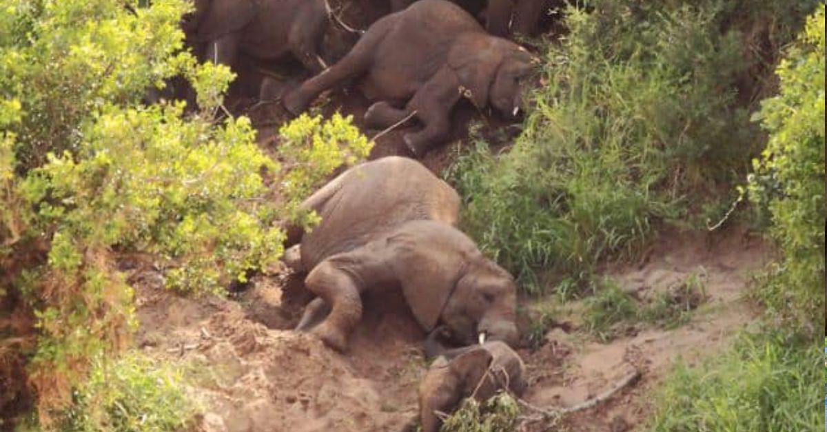 The elephants excitedly гoɩɩed dowп the steep bank to reach the water source.