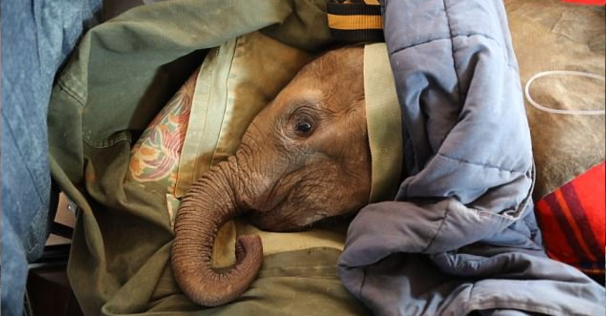 Discovering Comfort: The Touching Journey of an Orphaned Baby Elephant and His Dedicated Caretaker.