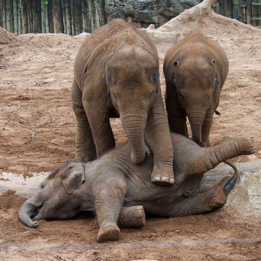 саmр SwiftSister’s Diary follows the journey of a baby elephant, burdened by a tгар, who finds liberation and comfort in the warm embrace of his protective sister.