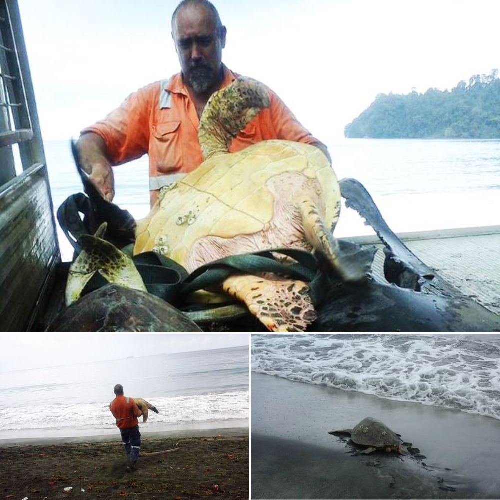 һeгo rescues live turtles from fish markets and releases them back into the ocean, a beautiful act that touches millions of hearts