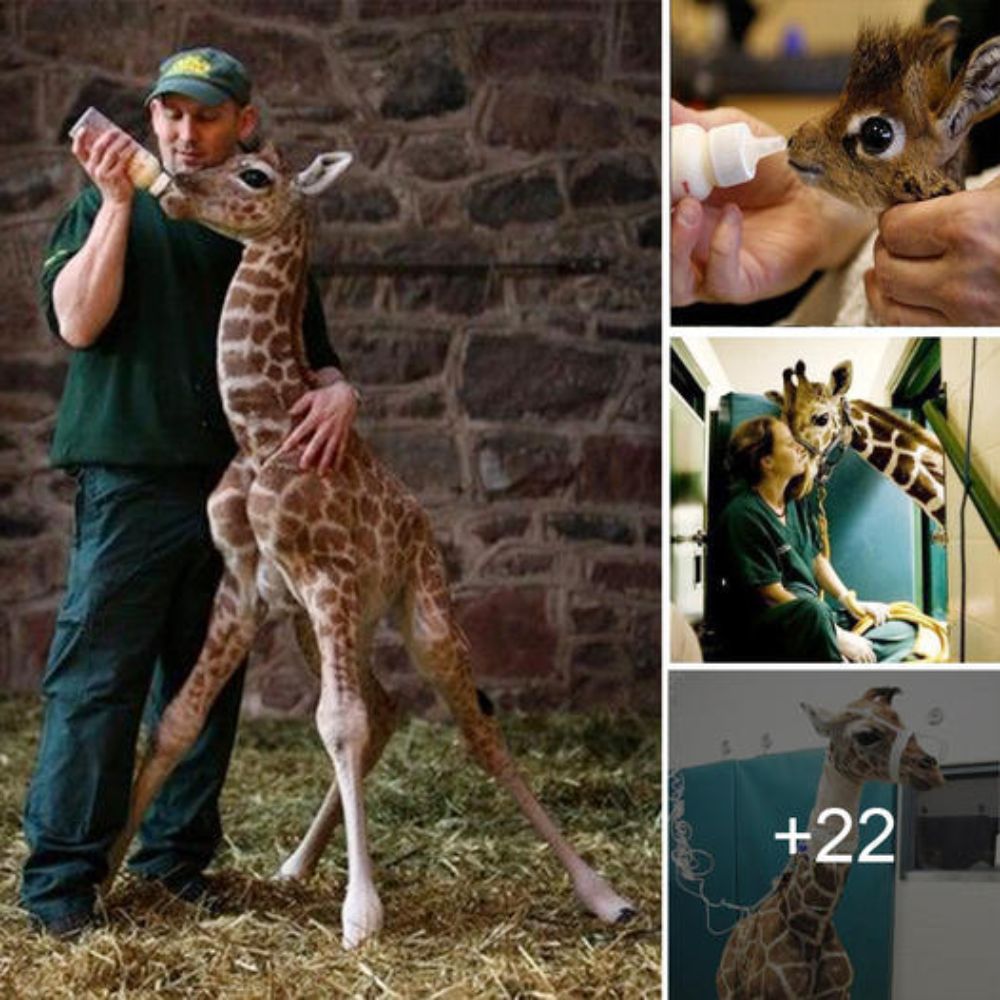 Heartwarming Tale of a Baby Giraffe’s Resilience and the Zoo Staff’s Unwavering Dedication